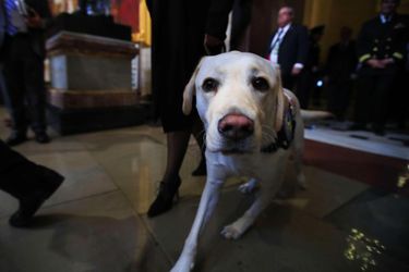 Sully, le chien d'assistance de George H. W. Bush.