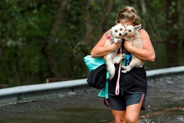 Les pieds dans l'eau, une femme transporte ses chiens à Burgaw.