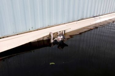 Ce chat serait probablement mort noyé s'il n'avait pas été sauvé par les secours à Burgaw.