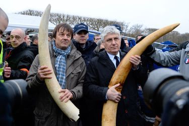 Philippe Martin, ministre de l'Ecologie de François Hollande, et Nicolas Hulot sensibilisent contre le braconnage des éléphants d'Afrique, au pied de la Tour Eiffel, en février 2014.
