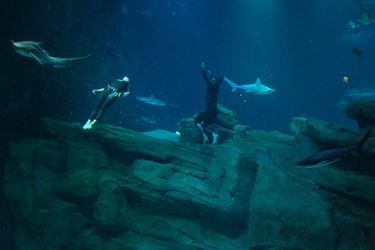 Guillaume Néry a plongé avec les requins à l'Aquarium de Paris.