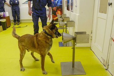 Dix-huit chiens ont débuté en mai l'expérience pour détecter le COVID-19 sur trois sites. Ici l'expérience à l'école vétérinaire d'Alfort 