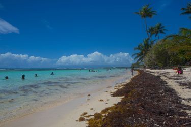 Sargasses sur une plage de Sainte-Anne en Guadeloupe, fin avril.