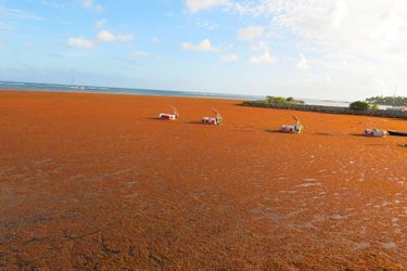 Une plage de Sainte-Anne, en Guadeloupe, en mars dernier.