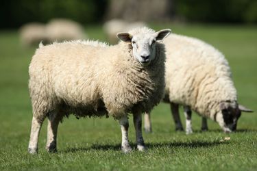 Au parcours de golf d&#039;Avington Park, près de Winchester, dans le Hampshire, en Angleterre, les moutons ont remplacé les caddies et les amoureux des trous en un pour folâtrer sur les greens et dans les bunkers.
