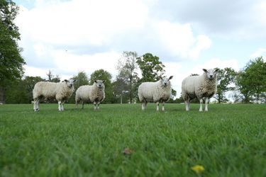 Au parcours de golf d&#039;Avington Park, près de Winchester, dans le Hampshire, en Angleterre, les moutons ont remplacé les caddies et les amoureux des trous en un pour folâtrer sur les greens et dans les bunkers.