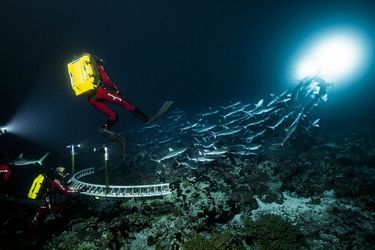 pour réaliser ses images inédites, l’équipe d’Arte a fait construire une arche sous-marine équipée de 32 caméras. 