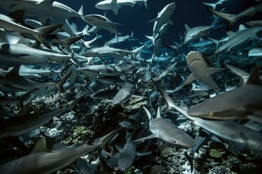 Une horde de requins gris, ici éclairés par les torches des plongeurs. Ils chassent la nuit grâce à leur excellente vision et à leur capacité à détecter les champs électromagnétiques des autres poissons.