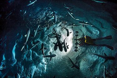 Equipés de projecteurs, les plongeurs arpentent la vallée sous-marine pendant deux à quatre heures : 30 mètres de profondeur, 200 mètres de largeur. Et la plus grande densité de requins gris connue à ce jour.