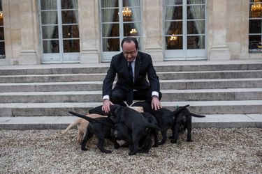 François Hollande en janvier 2017 à l&#039;Elysée avec les chiots de Philae. 