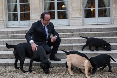 François Hollande en janvier 2017 à l&#039;Elysée avec les chiots de Philae. 