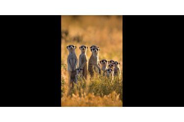 Voila le grand portrait de famille de nos amis suricates.(voir l’épingle<br />
)Suivez nous sur Pinterest<br />
 !