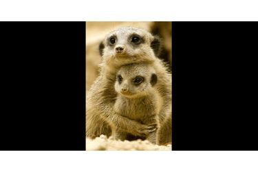 Cette jeune mère suricate protège son petit. (voir l’épingle<br />
)Suivez nous sur Pinterest<br />
 !