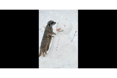 Ce suricate originaire d’Afrique doit être drôlement intrigué par cette texture glacée !(voir l’épingle<br />
)Suivez nous sur Pinterest<br />
 !
