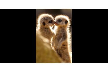 Probablement le premier baiser échangé par ces jeunes suricates. (voir l’épingle<br />
)Suivez nous sur Pinterest<br />
 !
