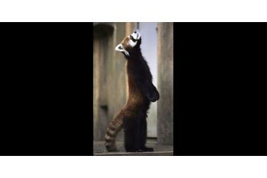 Ce petit panda n’hésite pas à se tenir debout sur ses pattes arrières. (voir l’épingle<br />
)Suivez nous sur Pinterest<br />
 !