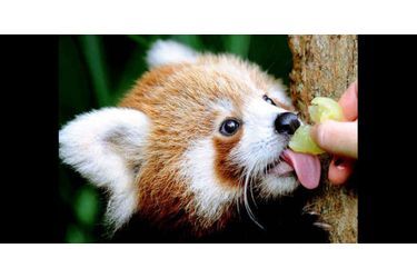 Les pandas roux adorent manger. Ce sont de véritables gourmands fana de fruits et de légumes frais. (voir l’épingle<br />
)Suivez nous sur Pinterest<br />
 !