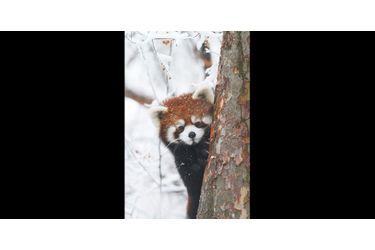 Ne dites rien, ce petit panda est en pleine partie de cache-cache. (voir <br />
l’épingle<br />
)Suivez nous sur Pinterest<br />
 !