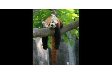 Voici l’activité favorite des pandas roux : ne rien faire. (voir l’épingle<br />
)Suivez nous sur Pinterest<br />
 !