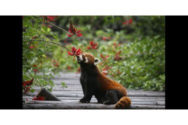 Le petit animal a été attiré par les douces effluves de cette jolie fleur. (voir l’épingle<br />
)Suivez nous sur Pinterest<br />
 !