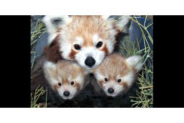 Ces deux petits bébés pandas roux sont entourés par leur mère pour un portrait de famille. (voir l’épingle<br />
)Suivez nous sur Pinterest<br />
 !