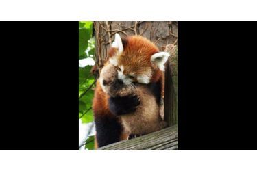 Rien ne remplace l’amour d’une mère panda roux. (voir l’épingle<br />
)Suivez nous sur Pinterest<br />
 !