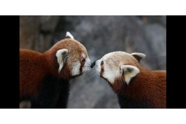 Dans la nature, les pandas roux peuvent parfois passer leur vie en couple. (voir l’épingle<br />
)Suivez nous sur Pinterest<br />
 !