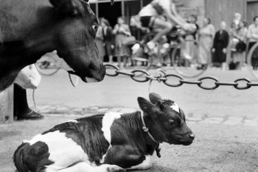 A la Roche Bernard, les marché aux bestiaux a été maintenu. Un veau et une vache regardent passer le peloton.