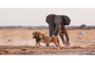 Le jeune éléphant fait fuir les lions