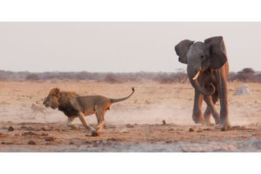 Le jeune éléphant fait fuir les lions