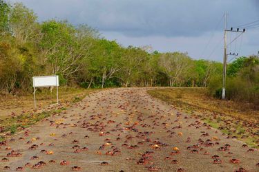 Dans la Baie des Cochons à Cuba, des milliers de crabes arpentent les routes pour aller déposer leurs oeufs dans l'océan.