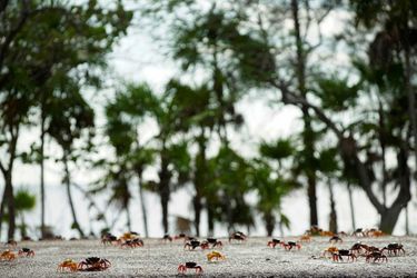 Dans la Baie des Cochons à Cuba, des milliers de crabes arpentent les routes pour aller déposer leurs oeufs dans l'océan.