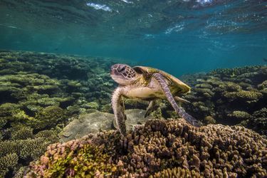 Une tortue marine au milieu des coraux dans le récif de Ningaloo, sur la côte ouest de l'Australie.