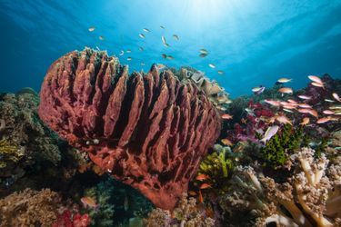 Un Baril de rhum (une espèce d'éponge) au milieu des coraux au large des îles Moluques, en Indonésie.