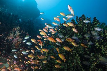 Des Pseudanthias huchtii au milieu des coraux au large des îles Moluques, en Indonésie.
