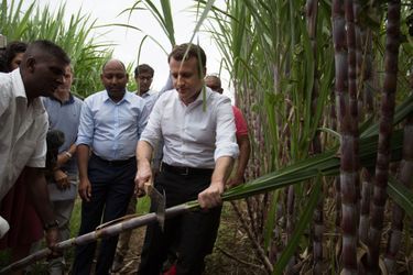 Le 25 mars 2017, dans une plantation de sucre de canne à Saint Leu (Réunion).