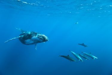 Baleines à bosse et dauphins, un spectacle magique