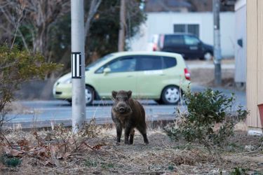 Un sanglier sauvage dans la ville de Namie, située dans la préfecture de Fukushima.