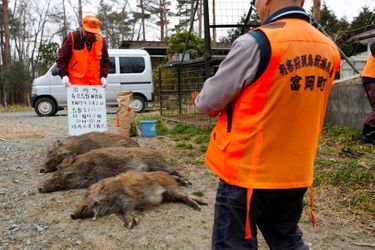 Des chasseurs de Tomioka prennent des photos après avoir tué trois sangliers.