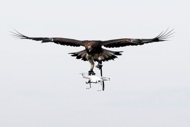 Photo prise sur la base 118 de Mont-de-Marsan lors d'un exercice. Pour habituer les aigles, de la nourriture est placée dans les drones.