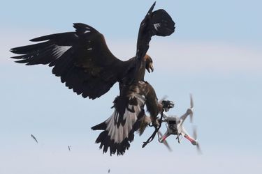 Photo prise sur la base 118 de Mont-de-Marsan lors d'un exercice. Pour habituer les aigles, de la nourriture est placée dans les drones.