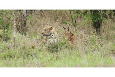 L'étrange amitié du léopard et de l'impala - En Afrique du Sud