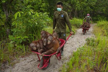 Les orangs-outangs en péril à Borneo (Indonésie)