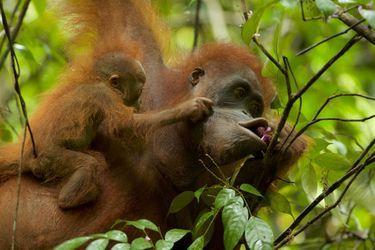 Les orangs-outangs en péril à Borneo (Indonésie)