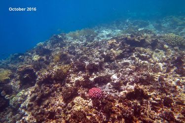 La Grande barrière de corail se meurt encore et toujours