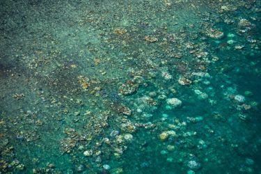 La Grande barrière de corail se meurt encore et toujours