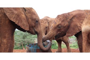 Roi, orpheline à cause des braconniers - Un éléphanteau âgé de 10 mois