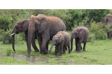 Roi, orpheline à cause des braconniers - Un éléphanteau âgé de 10 mois