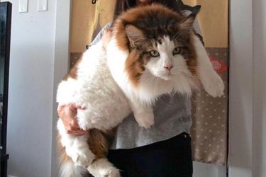 Samson Le Plus Gros Chat De New York Samson Le Plus Gros Chat De New York