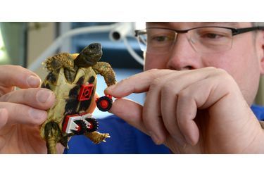 Blade, la tortue sur roues - Un mécanisme en Lego